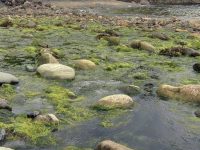mossy rocks Christ, model of brotherly love - Aelred masonry