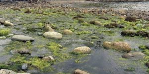 mossy rocks Christ, model of brotherly love - Aelred masonry