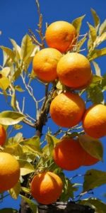 oranges understanding the mass part 2 our sacrifice