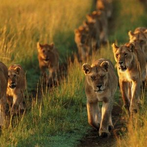pack of lions Leadership in the Kingdom Sheep & Shepherd