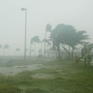 palm trees weathering a hurricane maonsry