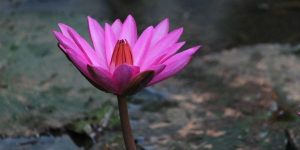pink flower lily Tips for Dealing with the Sexual Abuse Crisis facebook
