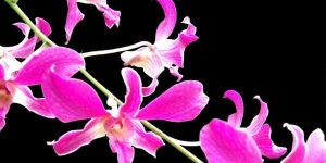 purple flower in black Perpetua - Martyrdom & The Resistance masonry