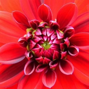 red flower Raising of Lazarus - Death & Resurrection masonry
