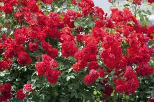 rose bush Fundamental Theology - What it is & Why It's Decisive masonry