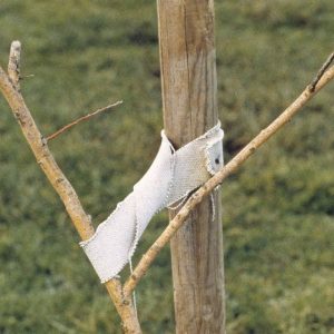 sapling held by a post Jesus's Miracles the Deaf Mute & Compassion masonry