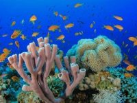 school of fish swimming around a reef Unmasked masonry