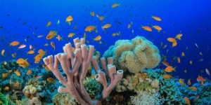 school of fish swimming around a reef Unmasked masonry