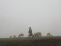 40 Idee per ottenere il massimo dalla Quaresima augustine on pastors seek out the lost sheep sermon 46