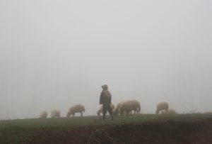 augustine on pastors seek out the lost sheep sermon 46