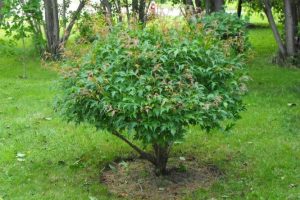 small tree growing Catholic Creatives, Millennials & Hope for the Church masonry