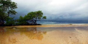 stormy beach awake and alert masonry