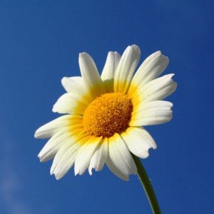 sunflower Wedding Feast at Cana - Sign of Transformation