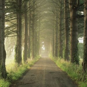 sunlit forest path Beatitudes: Is It Wrong to be Happy? masonry
