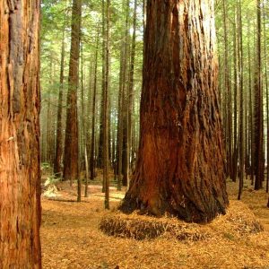 tall tree in a forest Ascension of Christ - Augustine masonry