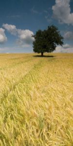 tree in a field Surpass the Pharisees - Cut it Off! masonry