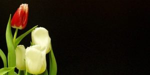 tulips Ignatius of Antioch - Martyr Apostolic Father masonry