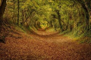 tunnel of trees podcast masonry