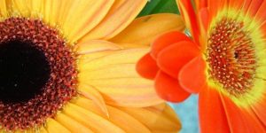 two different flowers masonry John XXIII and the Origin of Vatican II