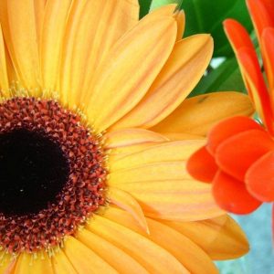 two flowers Christ, Crisis, and Controversy masonry