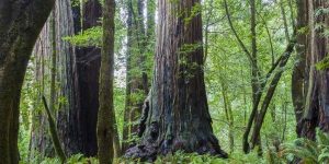 very tall trees masonry