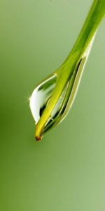 water drop on a plant To Serve the Poor is to Serve Jesus - Vincent de Paul masonry