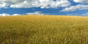 wheat field Twin Tower Terrorism and the Power of the Cross