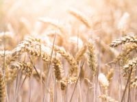 wheat field parable unsplash