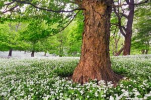 white flower meadow fundamental theology masonry