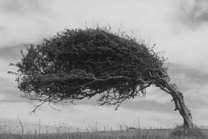 windswept tree masonry