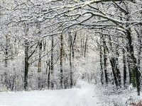 winter forest path masonry