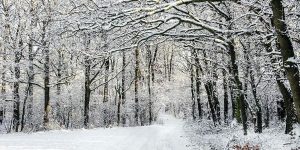 winter forest path masonry