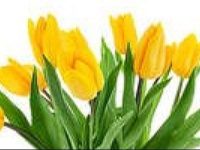 yellow tulips