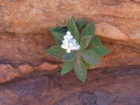 young desert flower clinging to life