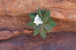 young desert flower clinging to life