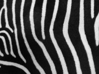 zebra stripes Authority in the Early Church - Irenaeus to Origen masonry
