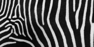 zebra stripes Authority in the Early Church - Irenaeus to Origen masonry