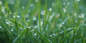 holy spirit irenaeus rainfall dew pentecost facebook