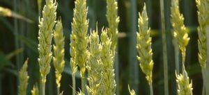 parable sower seed harvest sow grow sowing growing bear fruit parabola trigo y cizaña el sembrador