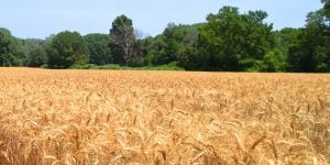 parable wheat tares weeds perfect church excommunication excommunicated 16th Sunday Ordinary Time A hospital sinners imperfect communion parábola del trigo y la cizaña