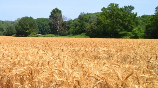 parable wheat tares weeds perfect church excommunication excommunicated 16th Sunday Ordinary Time A hospital sinners imperfect communion parábola del trigo y la cizaña