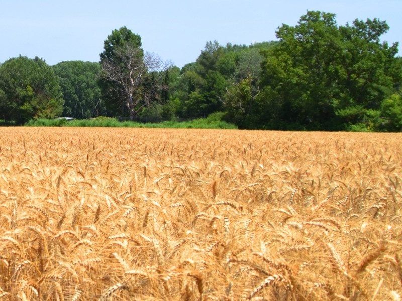 parable wheat tares weeds perfect church excommunication excommunicated 16th Sunday Ordinary Time A hospital sinners imperfect communion parábola del trigo y la cizaña