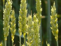 parable sower seed harvest sow grow sowing growing bear fruit 15th fifteenth Sunday ordinary a parabola trigo y cizaña el sembrador
