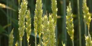 parable sower seed harvest sow grow sowing growing bear fruit 15th fifteenth Sunday ordinary a parabola trigo y cizaña el sembrador