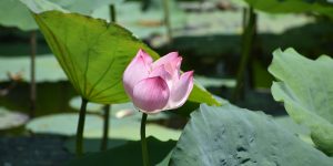 pink lotus flower forgive us our trespasses mercy forgiveness anger grudge resentiment merciless servant 24th sunday ordinary a matthew 18 perdona nuestras ofensas siervo despiadado perdona i nostri peccati pietà perdono servitore