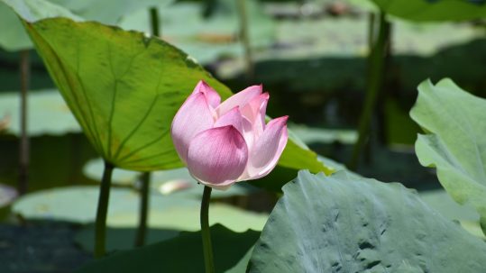 pink lotus flower forgive us our trespasses mercy forgiveness anger grudge resentiment merciless servant 24th sunday ordinary a matthew 18 perdona nuestras ofensas siervo despiadado perdona i nostri peccati pietà perdono servitore