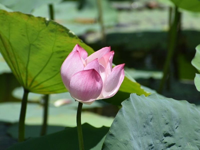 pink lotus flower forgive us our trespasses mercy forgiveness anger grudge resentiment merciless servant 24th sunday ordinary a matthew 18 perdona nuestras ofensas siervo despiadado perdona i nostri peccati pietà perdono servitore