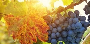 wall vineyard grapes fruit muro vigneto uva frutta