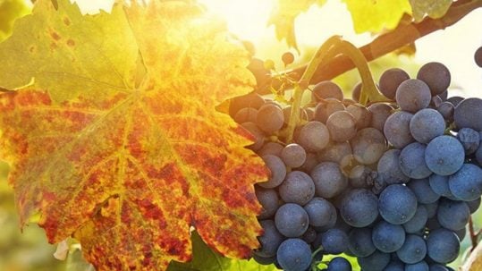 wall vineyard grapes fruit muro vigneto uva frutta
