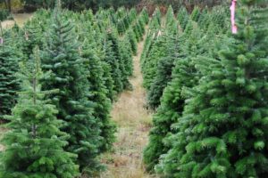 jesse tree pine trees advent tradition